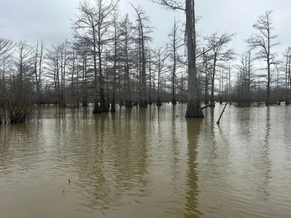 One Equity Share at BoBo Brake Hunting Club in Bolivar and Coahoma Counties MS featured image