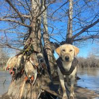 One Equity Share at BoBo Brake Hunting Club in Bolivar and Coahoma Counties MS images 3