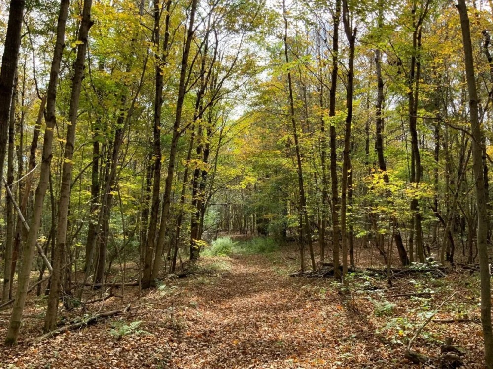 86 acre Riverfront Hunting Land Georgetown NY featured image