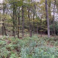 86 acre Riverfront Hunting Land Georgetown NY images 5