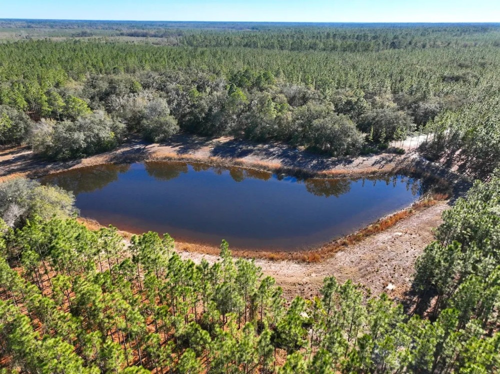 380 - Acre Timberland with a Pond for Sale in Camden County GA featured image