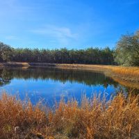 380 - Acre Timberland with a Pond for Sale in Camden County GA images 2