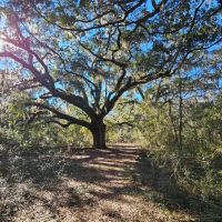 380 - Acre Timberland with a Pond for Sale in Camden County GA images 3