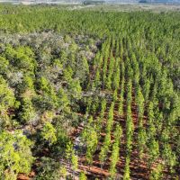 380 - Acre Timberland with a Pond for Sale in Camden County GA images 4