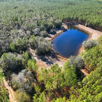 380 - Acre Timberland with a Pond for Sale in Camden County GA images 5