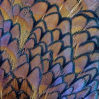World-Class North Central Kansas Wildlife Management Property in Osborne County KS images 2