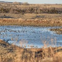 World-Class North Central Kansas Wildlife Management Property in Osborne County KS images 3