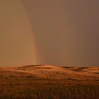 World-Class North Central Kansas Wildlife Management Property in Osborne County KS images 5