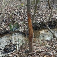 96.4 ac in Heard County images 3