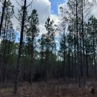 96.4 ac in Heard County images 5