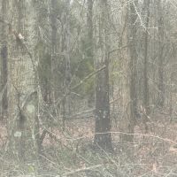 LA - Richland 119 acres - images 3