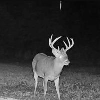 LA Delta Duck and Deer Hunting Property with a Camp images 3