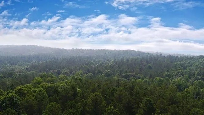 Banks County Georgia Large Acreage Tract featured image
