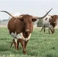 Flying C Ranch images 4