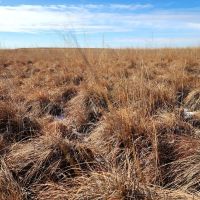 Expired CRP Parcel located in a Good Farming Area images 3
