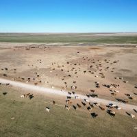 Merrill Farms Sold in 2 Tracts images 5