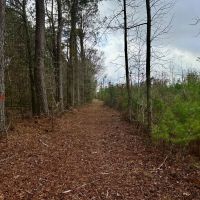 127 Acres in Jasper County MS images 2