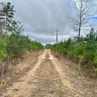 127 Acres in Jasper County MS images 3