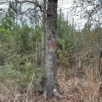 127 Acres in Jasper County MS images 4