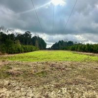 127 Acres in Jasper County MS images 5