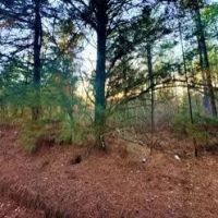 15 Acres in Attala County in Kosciusko MS images 2
