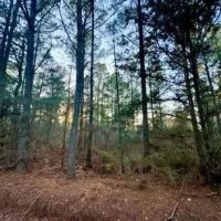 15 Acres in Attala County in Kosciusko MS images 4