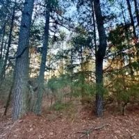 15 Acres in Attala County in Kosciusko MS images 5