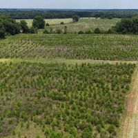 603 Acres with a Lodge in Sumter County GA images 2