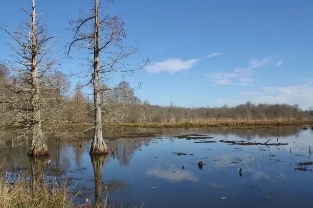 Sulligent - 190 Acre Tract featured image