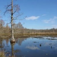 Sulligent - 190 Acre Tract