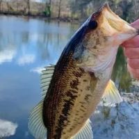 Sulligent - 190 Acre Tract images 3
