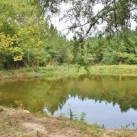 Sulligent - 190 Acre Tract images 4
