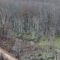 18 Acres in Leflore County MS images 3
