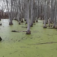 18 Acres in Leflore County MS images 5