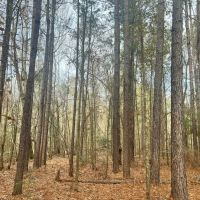 19 Acres in Jasper County MS images 2