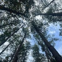 19 Acres in Jasper County MS images 3