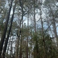 19 Acres in Jasper County MS images 5