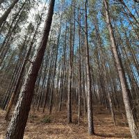 92.1 Acres in Yalobusha County MS images 2