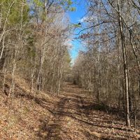 92.1 Acres in Yalobusha County MS images 3