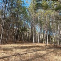 92.1 Acres in Yalobusha County MS images 4