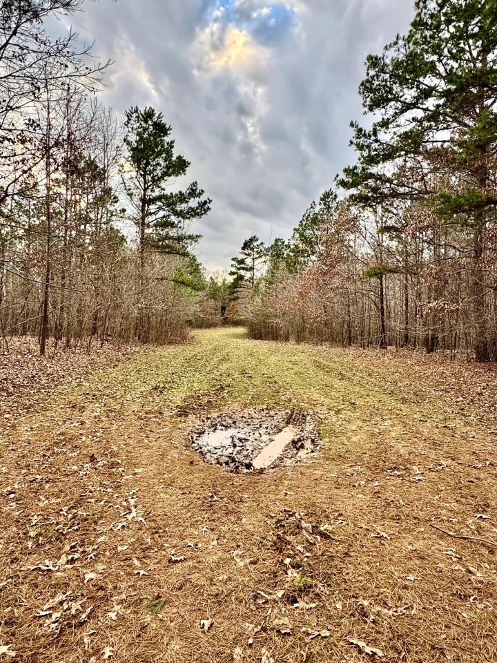 80 Acres in Benton County MS featured image