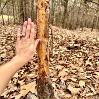 80 Acres in Benton County MS images 2