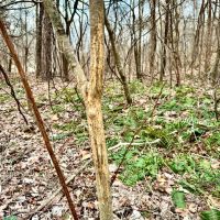 80 Acres in Benton County MS images 5