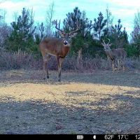 156 - Ac Land for Sale Dodge County GA images 3