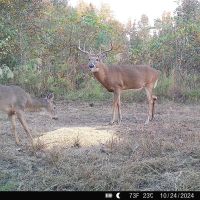 156 - Ac Land for Sale Dodge County GA images 5