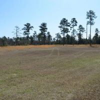 183 Acres in Bullock County images 4