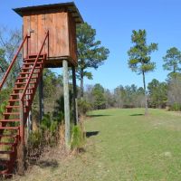 183 Acres in Bullock County images 5