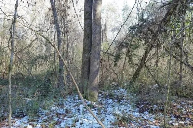 MS - Amite 42 acres - featured image