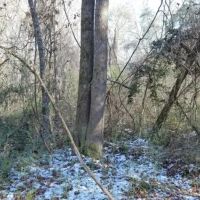 MS - Amite 42 acres - images 1
