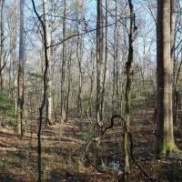 MS - Amite 42 acres - images 2